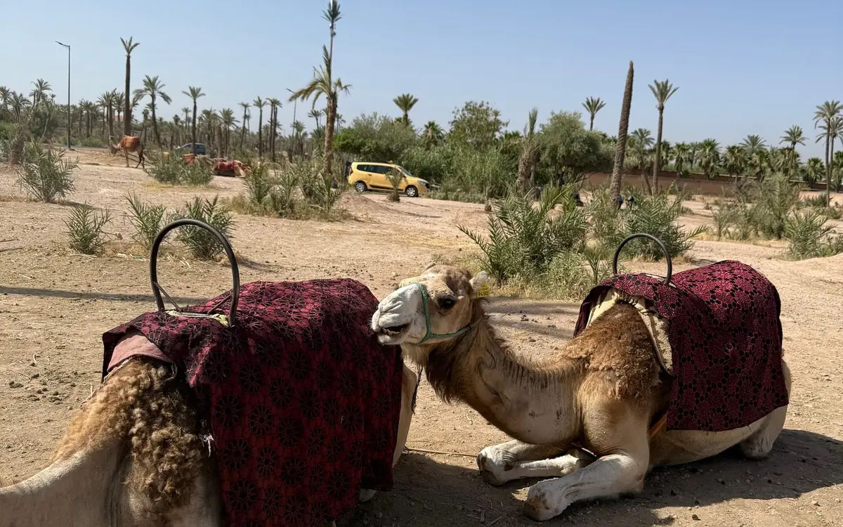 Two saddled camels kneeling on dry ground with palm trees behind them