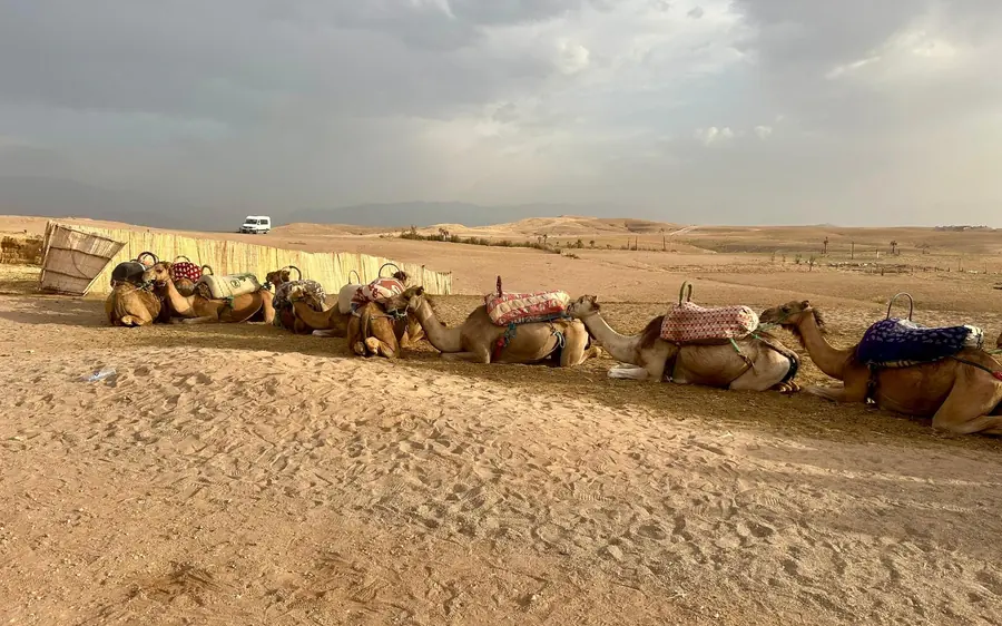 Saddled camels resting on pale desert ground under cloud